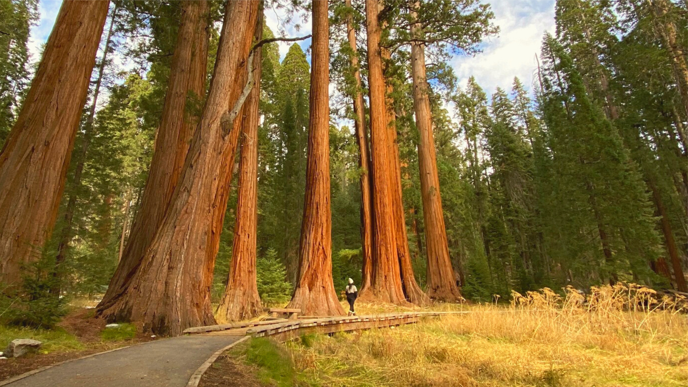 guía para visitar sequoia national park en invierno