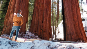 Cómo visitar Sequoia NP en invierno. Qué hacer, dónde hospedarse, cómo llegar
