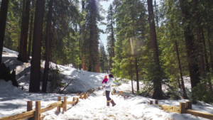 Parque de las Secuoyas en California. Cómo planear un viaje de invierno a Sequoia National Park